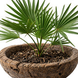 Serenoa repens (Saw Palmetto)