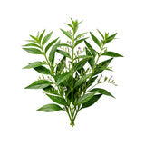 Extrait d'Andrographis paniculata