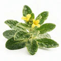 Berbérine HCl
