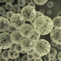 Prébiotiques FOS