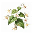 Epimedium / Horny Goat Weed