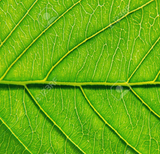 Vitamine K2
